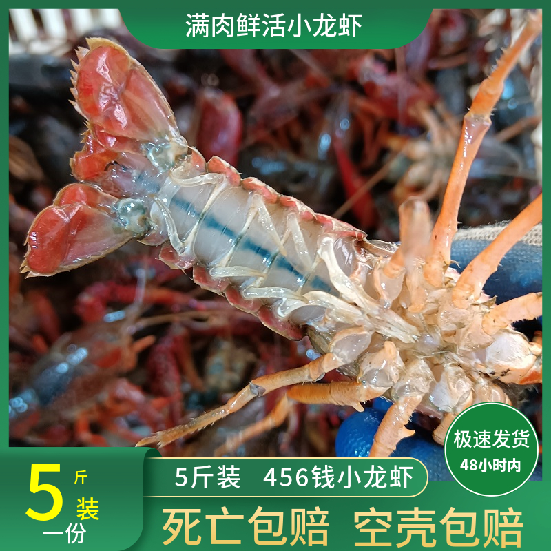 小龙虾鲜活5斤活虾野生清水新鲜大虾活体中号4567钱生鲜水产包邮