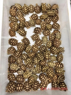 合法饲养苏咔达带证带芯片人工路龟红腿辐射豹纹赫曼龟水陆龟粮食