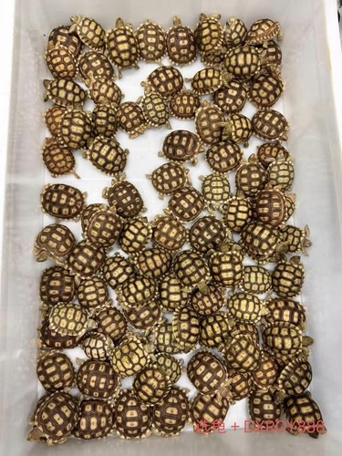 合法饲养苏咔达带证带芯片人工路龟红腿辐射豹纹赫曼龟水陆龟粮食