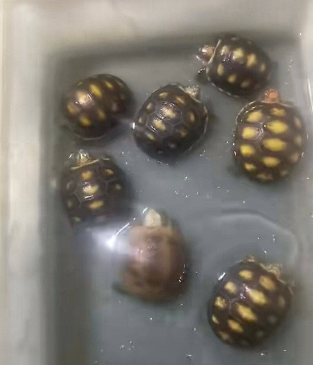 樱桃 赫曼 缅陆龟/鳖