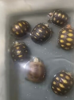 高仿真，樱桃 赫曼 缅陆