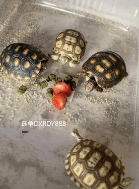 合法饲养苏咔达带证带芯片人工路龟红腿辐射豹纹赫曼龟水陆龟粮食