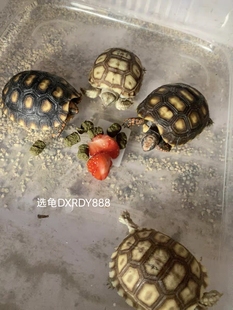 合法饲养苏咔达带证带芯片人工路龟红腿辐射豹纹赫曼龟水陆龟粮食