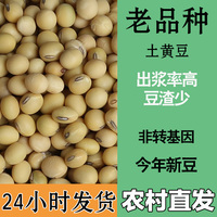 大顆粒黑肚臍橢圓形打豆?jié){土黃豆