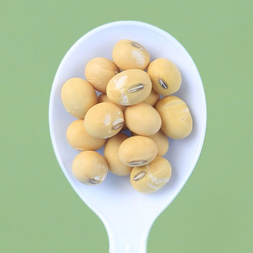 高出浆老品种土黄豆有肚脐椭圆形