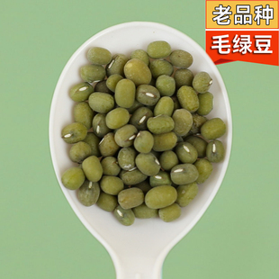 当季 新毛绿豆杂粮绿豆食用苏北农家自种老品种笨绿豆绿豆汤原材料