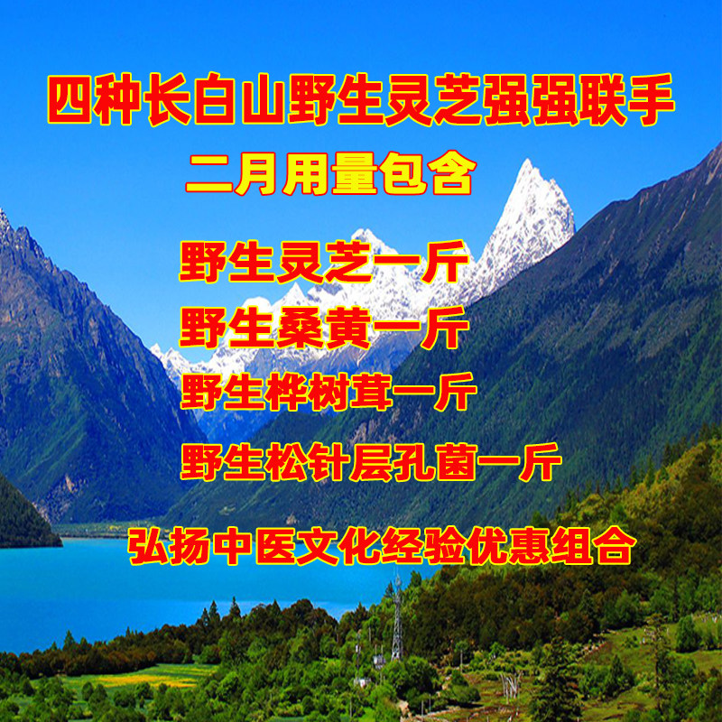 长白山新款整枝野生桑黄树舌平盖灵芝松针层孔菌桦褐孔