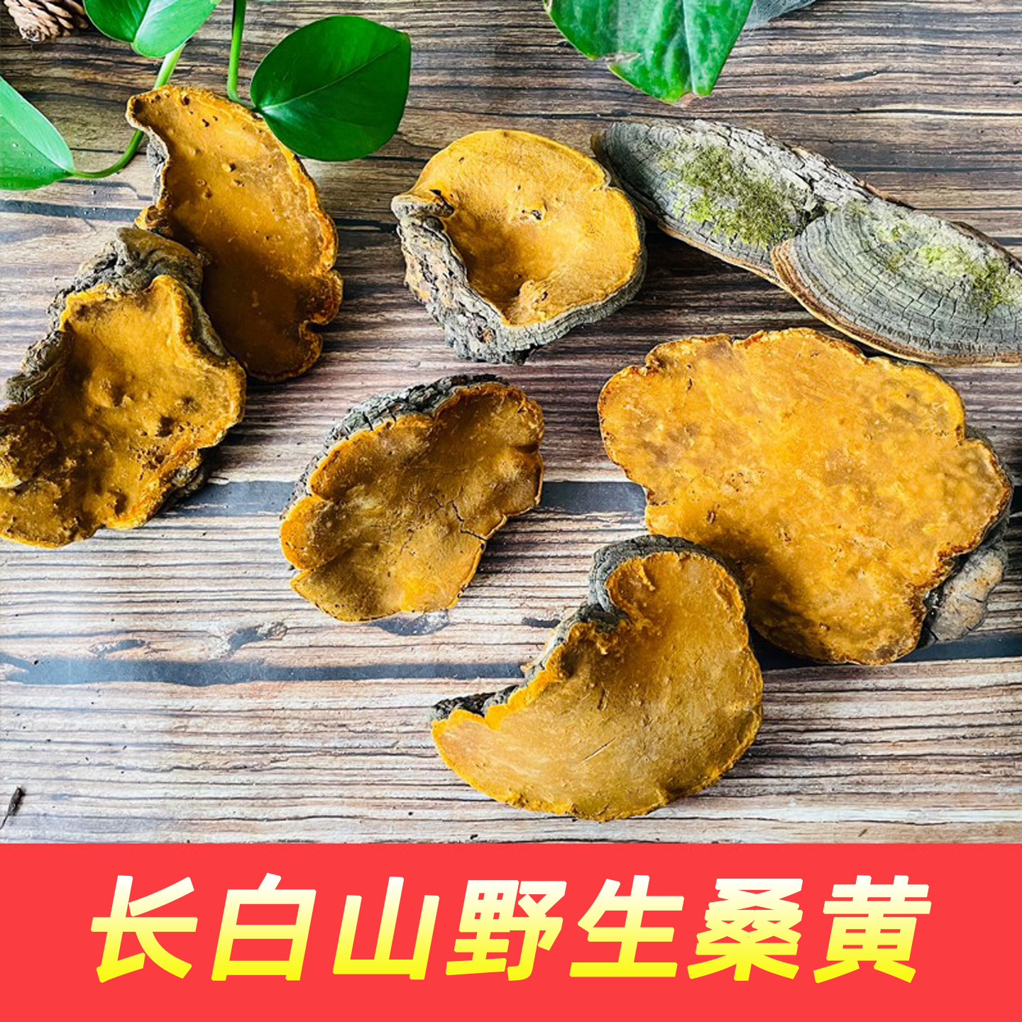 长白山野生桑树桑黄正宗桑树桑黄非西藏桑黄灵芝