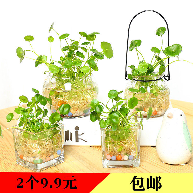 水培植物铜钱草室内水养植物套?#26742;?#20844;室迷你小水培观叶观根盆栽