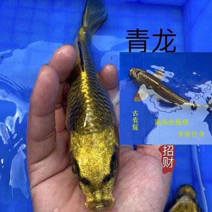 锦鲤活鱼古黄金淡水冷水鱼观赏鱼招财鱼高档大型红白三色耐养鱼苗