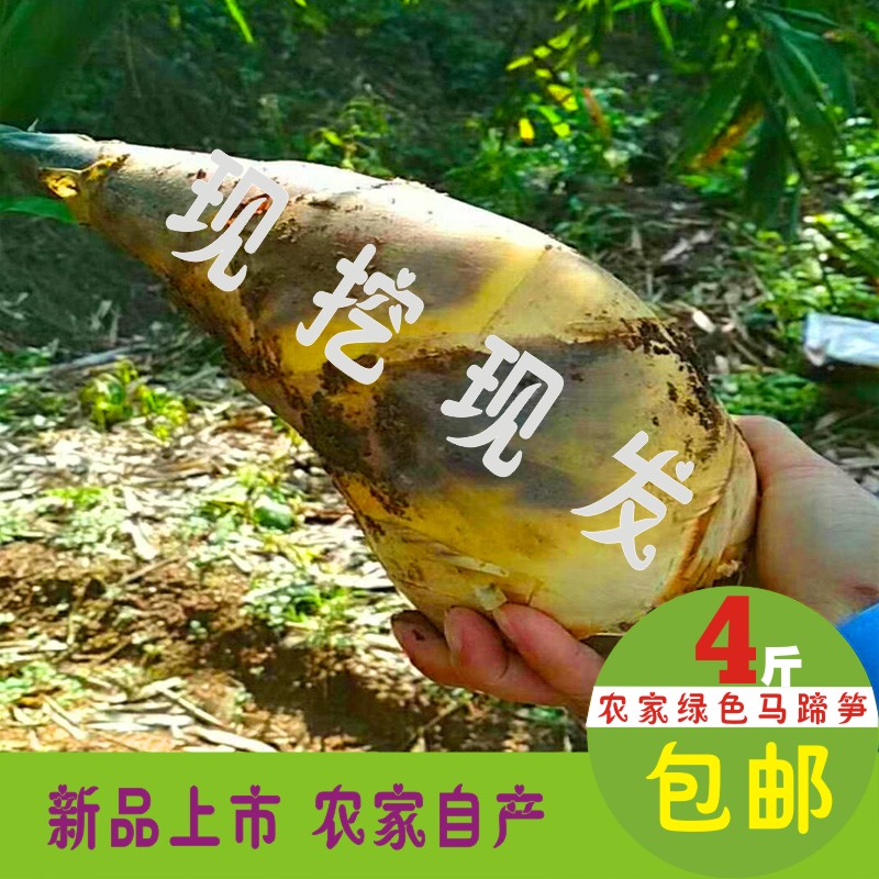 漳州现挖绿竹笋精品笋水果新鲜