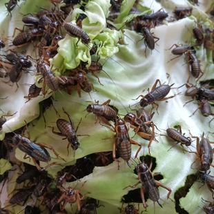 油葫芦蟋蟀现货直发宠物活体饲料蜘蛛守宫蜥蜴树蛙高蛋白蛐蛐活虫