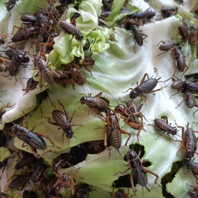 油葫芦蟋蟀爬宠守宫高蛋白饲料