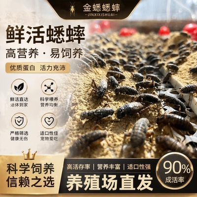双斑油葫芦蟋蟀蛐蛐爬宠活体饲料