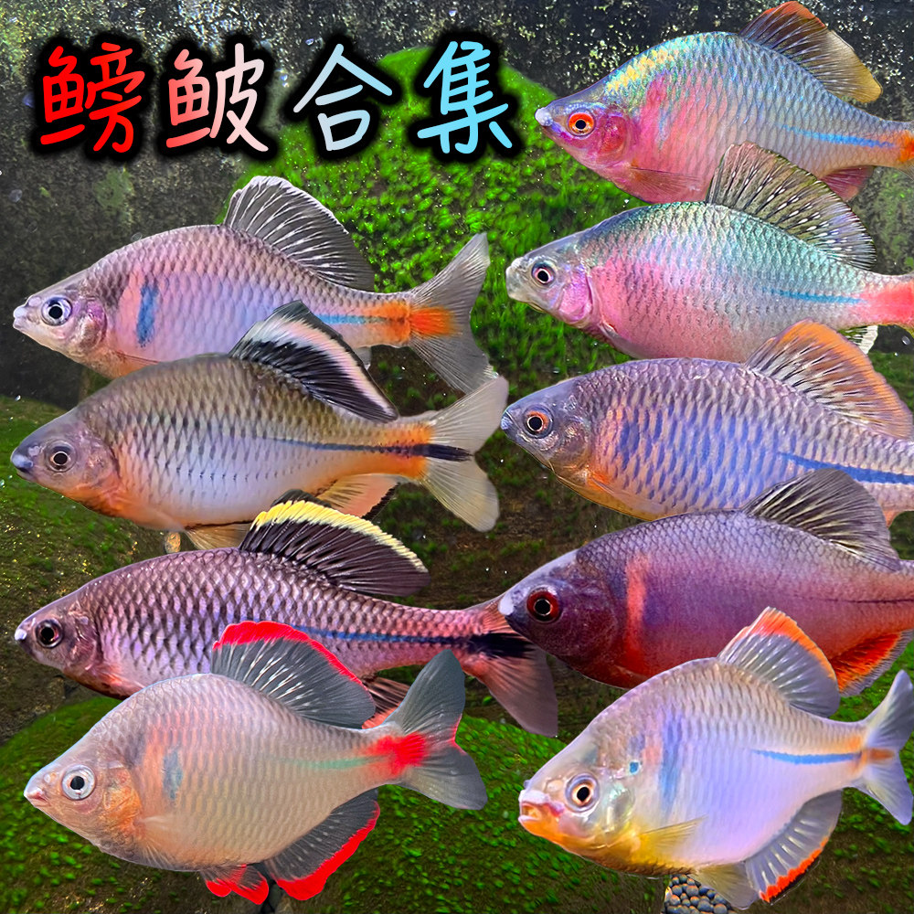 鳑鲏鱼活体旁皮高体中华彩石除藻七彩原生淡水冷水好养小型观赏鱼