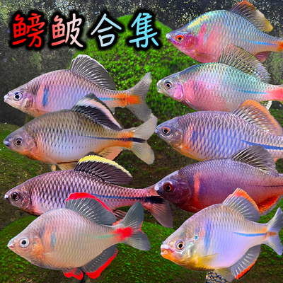 鳑鲏鱼活体小型原生淡水观赏鱼
