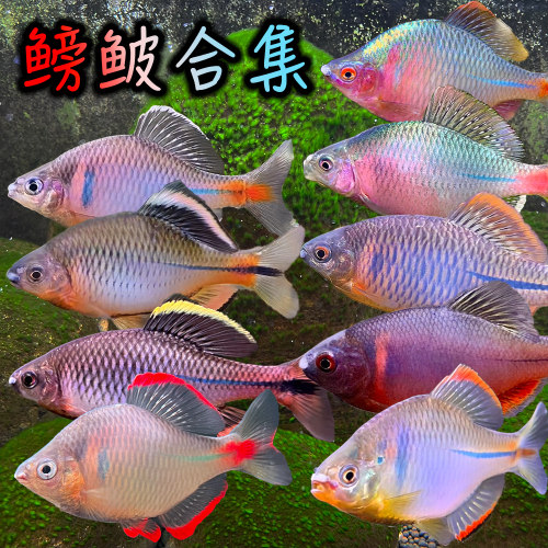 鳑鲏鱼活体小型原生淡水观赏鱼