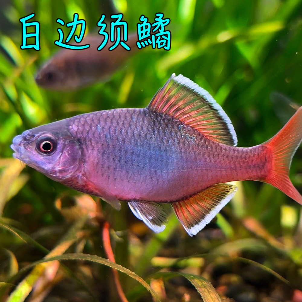 白边须鱊非白边红须鱊中国原生冷水观赏鱼稀有鳑鲏小型淡水鱼