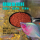 高蛋白鳑鲏鱼饲料原生鱼增色小型观赏鱼颗粒专用鱼食促发色下沉
