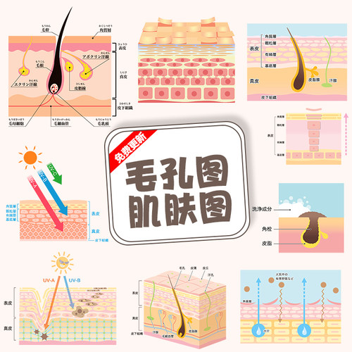 手绘图皮肤毛发跟皮肤细胞结构肌肤防晒原理美容宣传AI+PNG素材