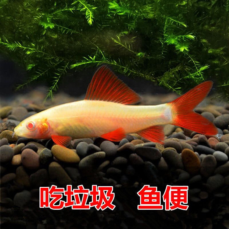 粉虹鲨清道夫淡水鱼清洁鱼缸藻类残渣鱼粪工具鱼热带观赏鱼吃粪便