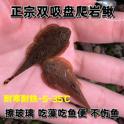 贵州爬岩鳅 冷水清道夫鱼 琵琶鼠 双吸盘吸鳅 除藻吃垃圾擦玻璃