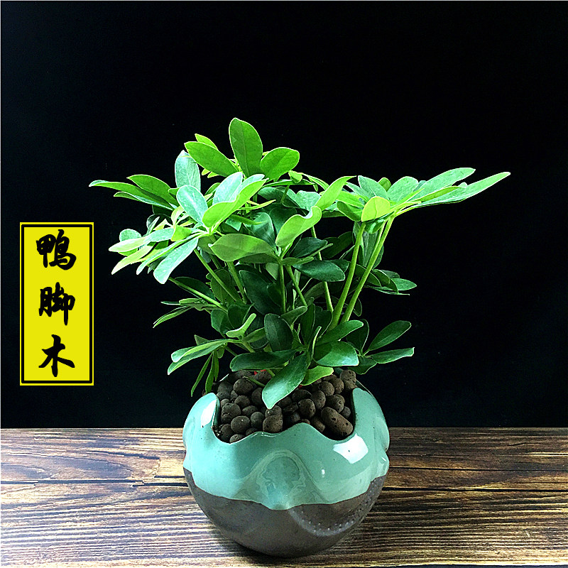 七叶鸭脚木盆栽绿植花卉植物室内花好养活四季常青吸甲醛办公室
