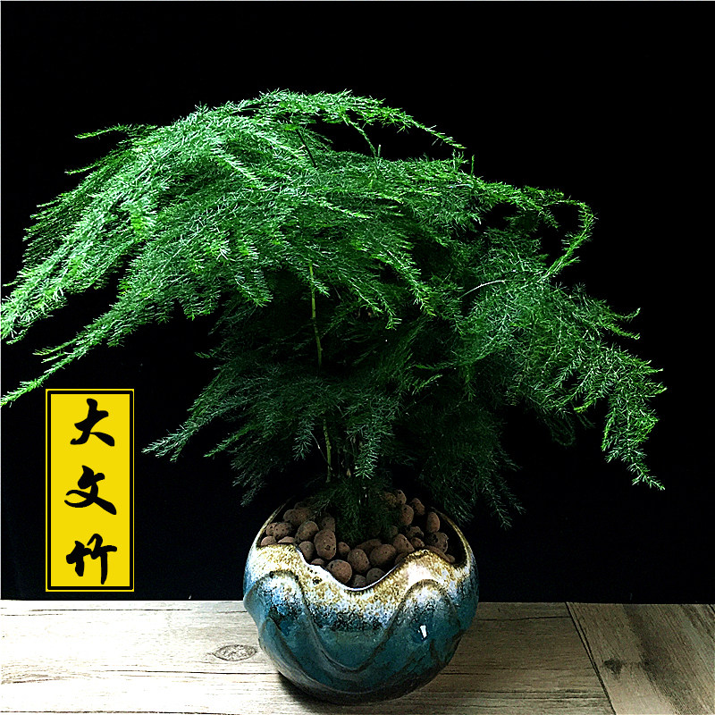文竹盆景植物室内绿色盆栽驱蚊大型四季常青办公室桌面绿植吸甲醛