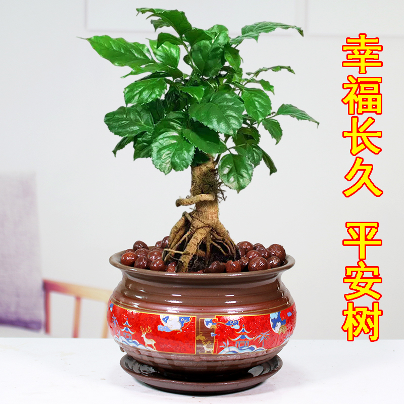 提根幸福树办公桌吸甲醛好养易活