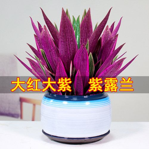 露兰客厅花卉内花吊兰盆栽