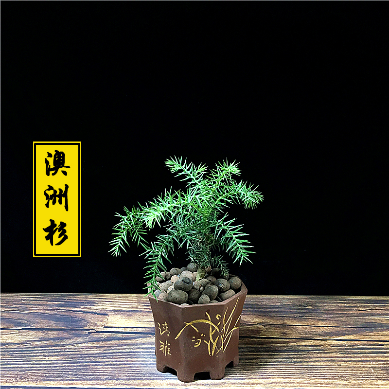 室内花好养活四季常青花卉植物