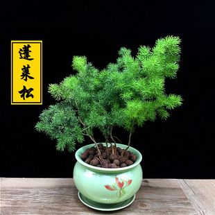 蓬莱松盆栽四季常青净化空气生肖猴室内放青松绿植盆景桌面办公室