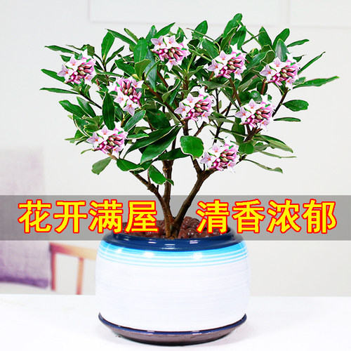 金边瑞香浓香型开花香冬季