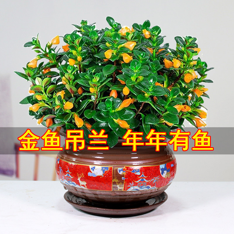 大颗金鱼吊兰盆栽带花苞阳台花卉植物室内花好养易活绿植四季开花