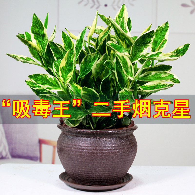红雀珊瑚红雀掌盆栽绿植花卉植物室内花四季常青好养活净化空气