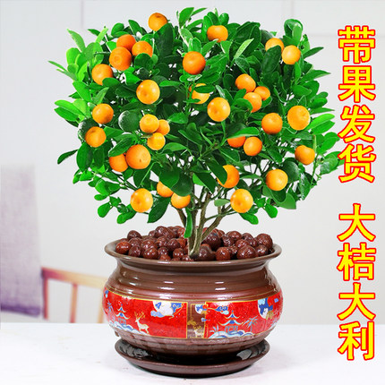 四季金桔树盆栽带果发货可食用花卉植物办公室内净化空气吸甲醛