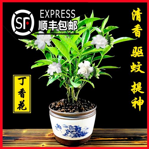 丁香花树苗室内多少钱 丁香花树苗室内价格 小麦优选