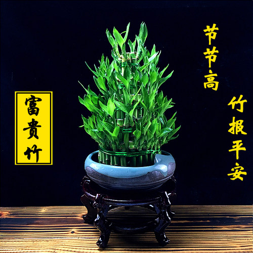 富贵竹盆栽植物水养客厅