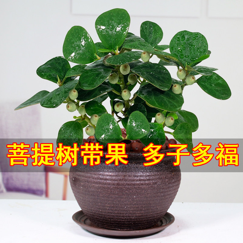 小盼菩提树盆栽带果发货植物办公室内花客厅桌面好养绿植四季常青