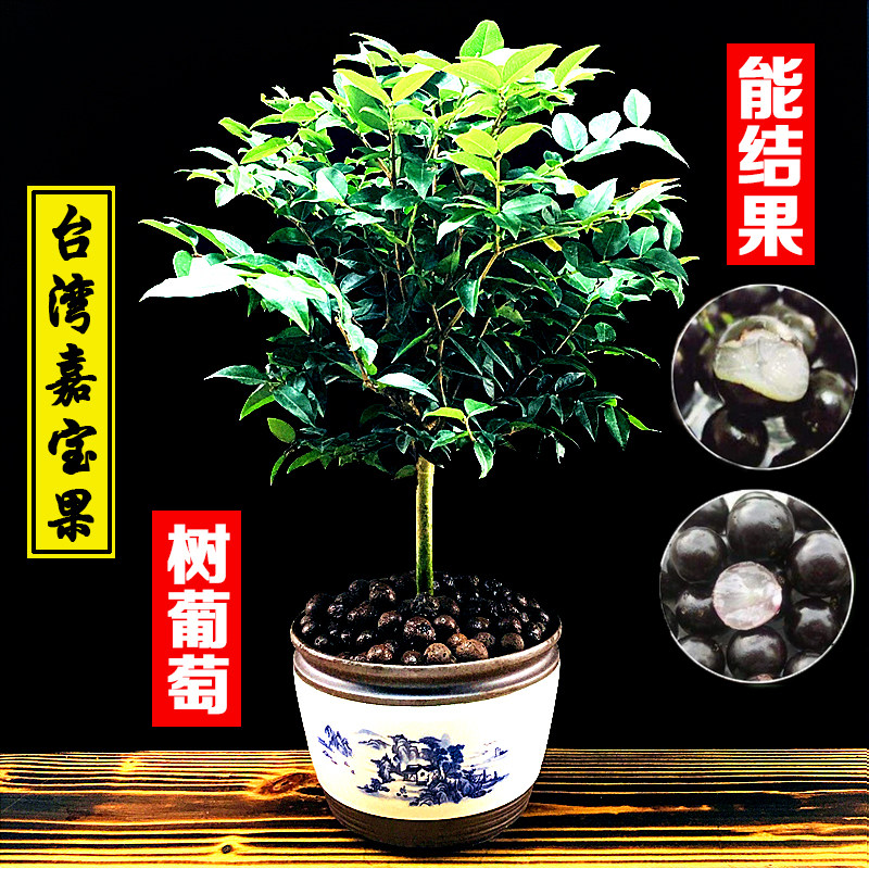 台湾嘉宝果盆栽树葡萄果树植物室内可食用四季常青净化空气吸甲醛