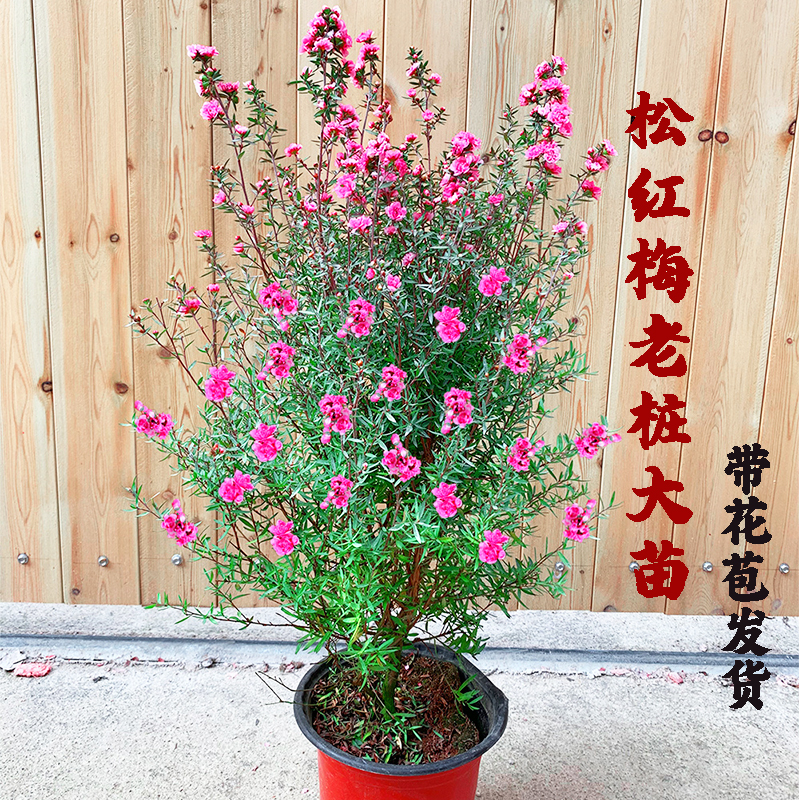 澳洲松红梅三色梅阳台四季开花