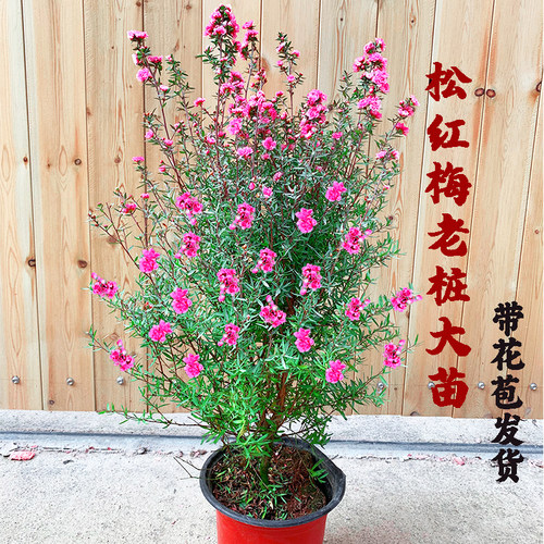 澳洲松红梅三色梅阳台四季开花