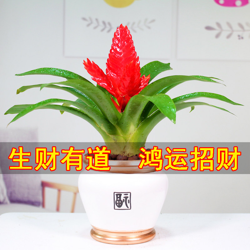 招财手红玉扇鸿运当头盆栽绿植花卉植物室内花客厅吸甲醛净化空气