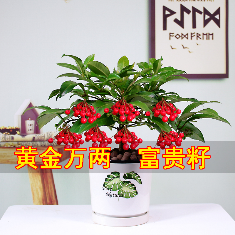 富贵籽盆栽绿植朱砂根黄金万两金玉满堂花卉植物室内花驱蚊吸甲醛 鲜花速递/花卉仿真/绿植园艺 绿植 原图主图