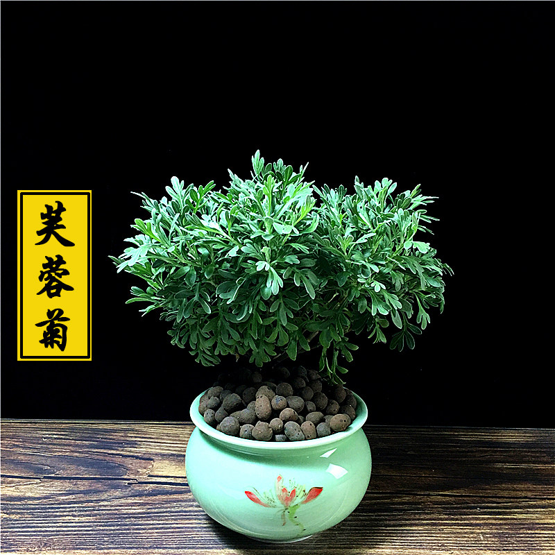 芙蓉菊盆栽玉芙蓉花卉植物室内花办公室桌面绿植四季绿植好养易活