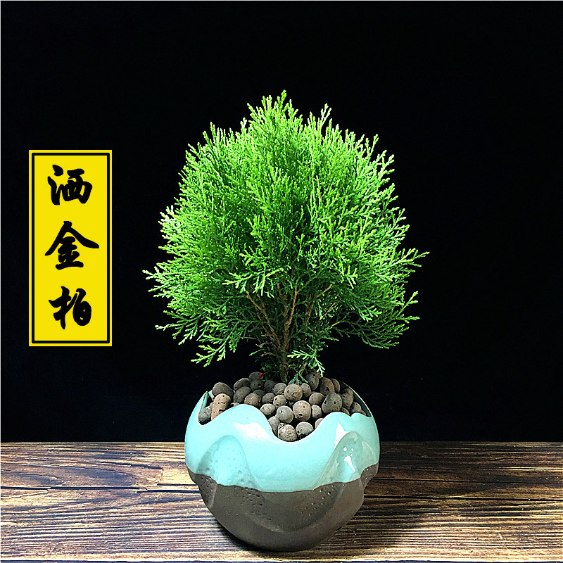 洒金柏树苗侧柏盆景盆栽老桩办公室桌面驱蚊绿植吸甲醛净化空气