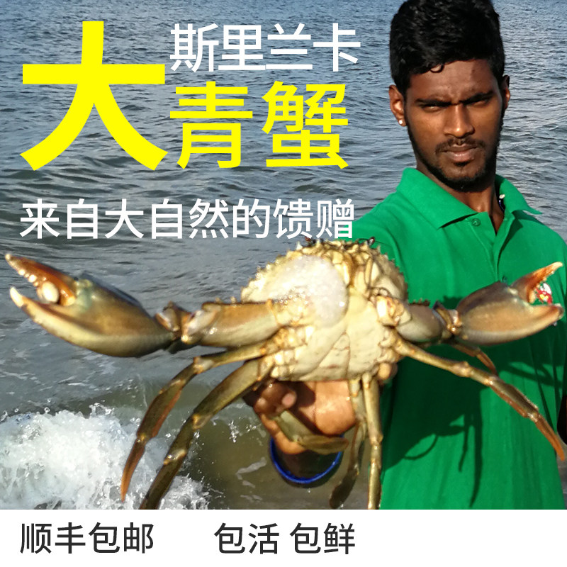 斯里兰卡鲜活特大螃蟹无绳鲜活钳梭子蟹红鲟母蟹棒700克包邮