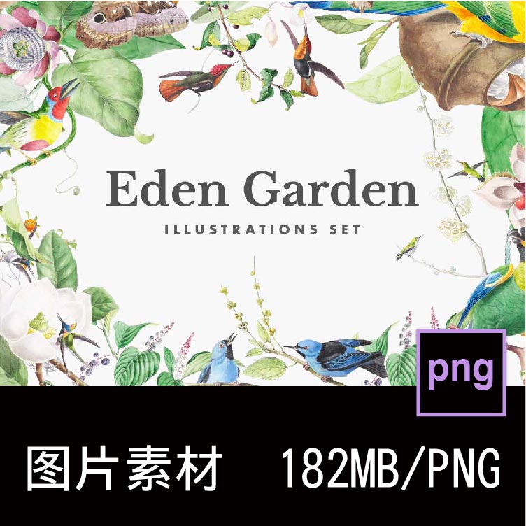 55款伊甸花园动物植物手绘插图鸟类蜂鸟金莺戴箍PNG免扣图片材