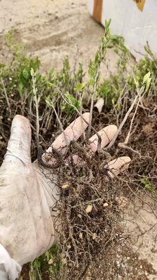 基地直销老鸦柿根艺苗2年苗10根一组盆景素材盆栽练手