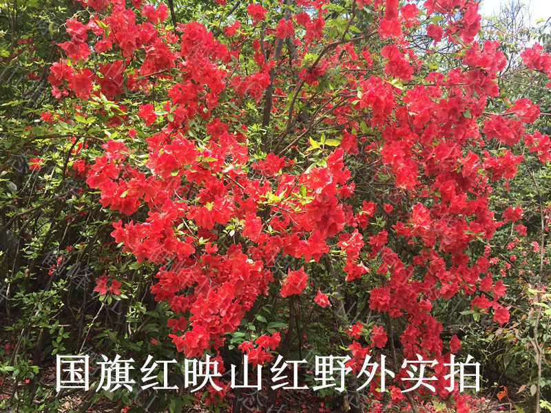 湖北鸡血红映山红地栽风景树/小叶映山红地栽/映山红地栽熟桩01
